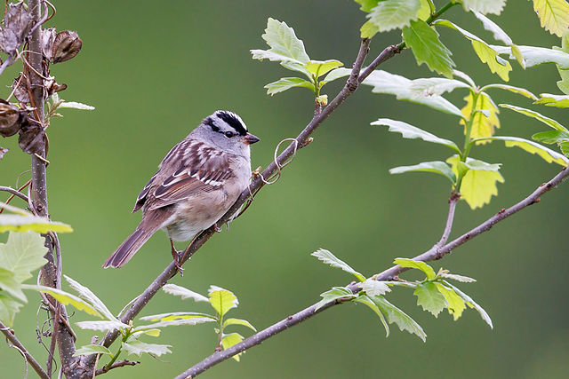 White-crowned Sparrow