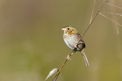 Henslow's Sparrow