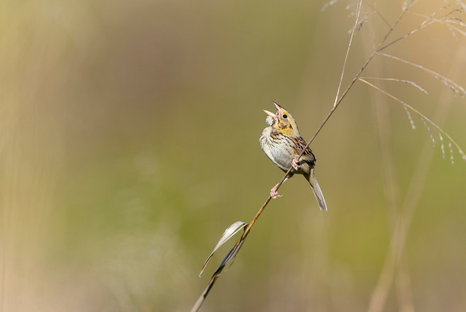 Henslow's Sparrow
