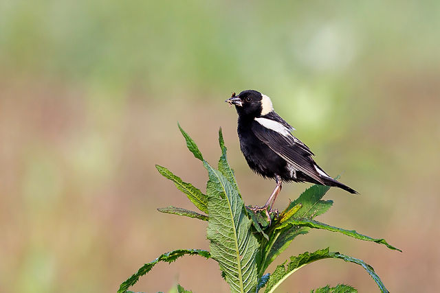 Bobolink