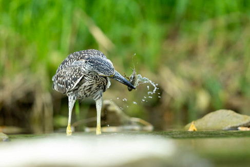 Yellow-crowned Night-Heron