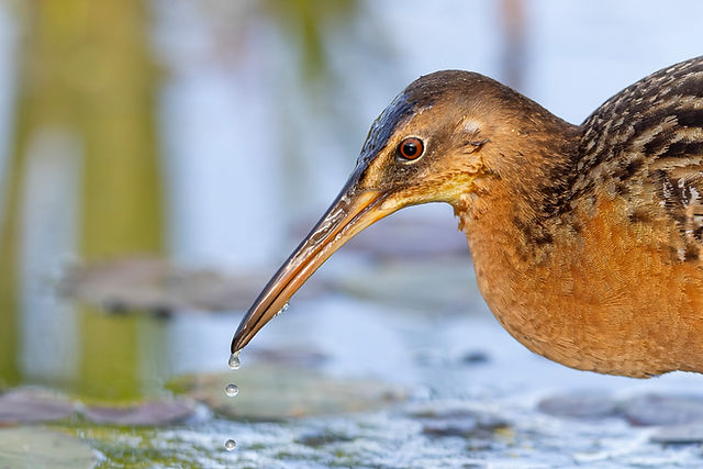 King Rail