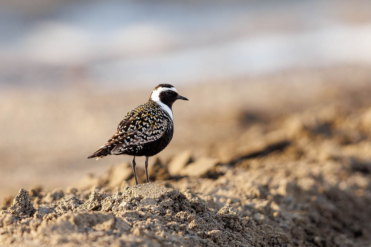 American Golden Plover