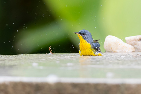 Tropical Parula