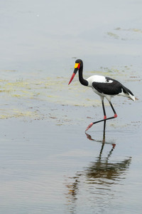 Saddle-billed Stork