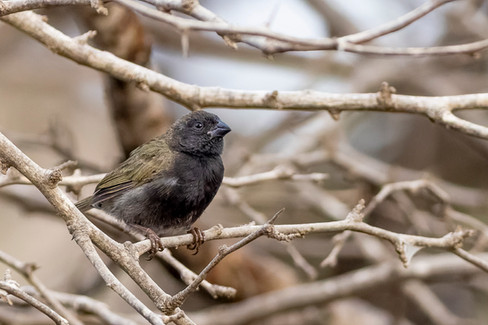 Black-faced Grassquit