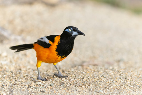 Venezuelan Troupial