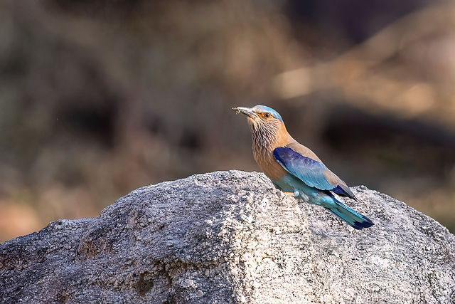 Indian Roller