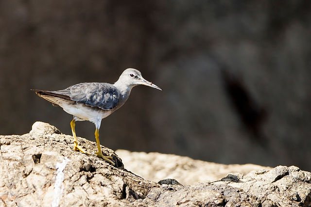 Wandering Tattler