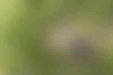 Bare-eyed Pigeon