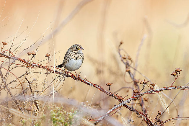 Lincoln's Sparrow