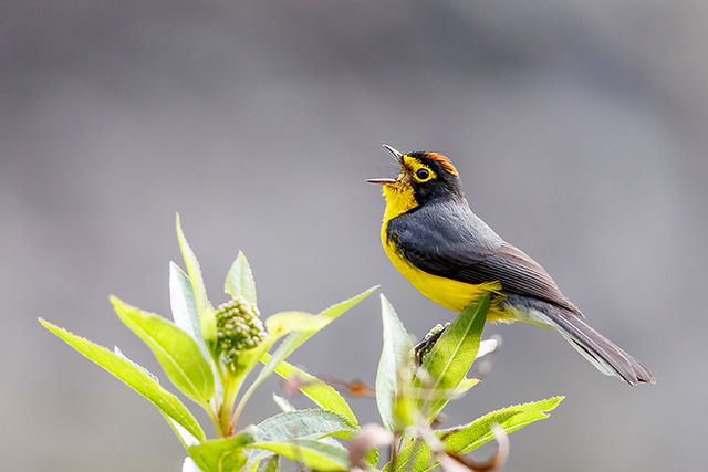 Spectacles Redstart