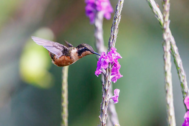 Purple-throated Woodstar