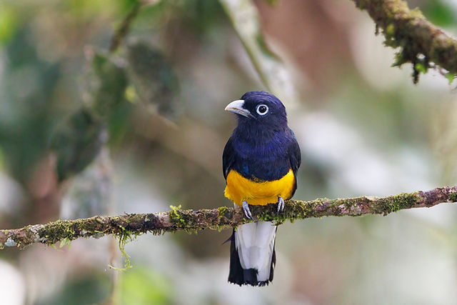 White-tailed Trogon