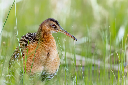 King Rail