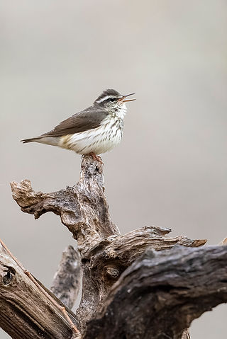 Louisiana Waterthrush