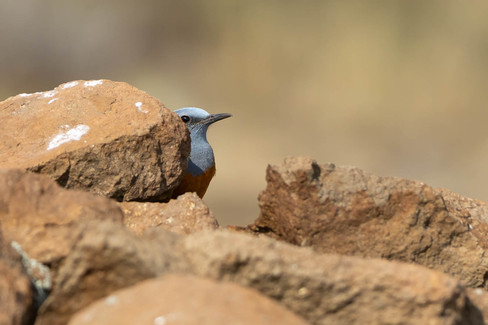 Sentinel Rock Thrush