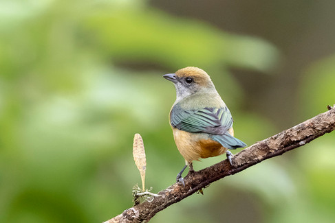 Burnished-buff Tanager