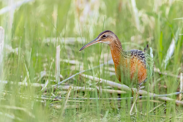 King Rail