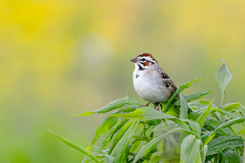 Lark Sparrow