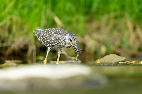Yellow-crowned Night-Heron