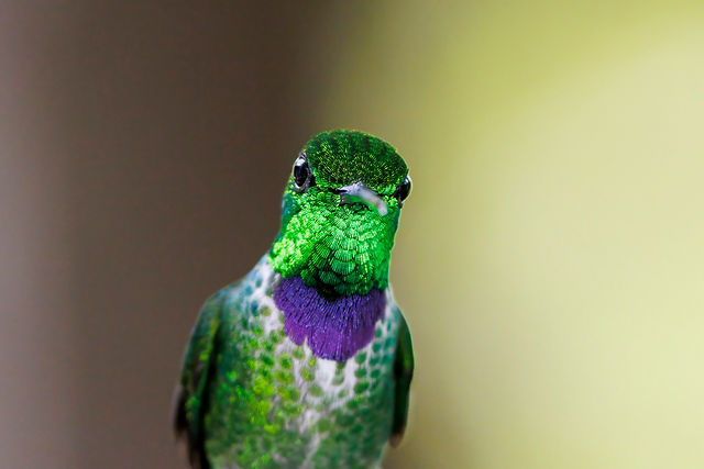 Purple-bibbed Whitetip