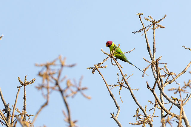Plum-headed Parakeet