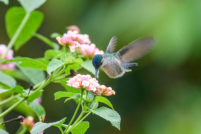 Violet-headed Hummingbird
