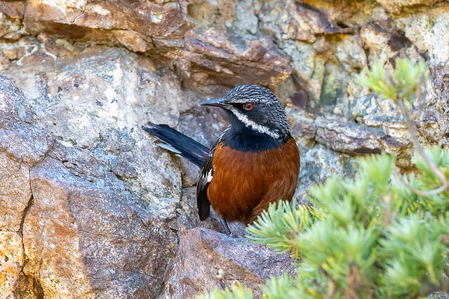 Cape Rockjumper