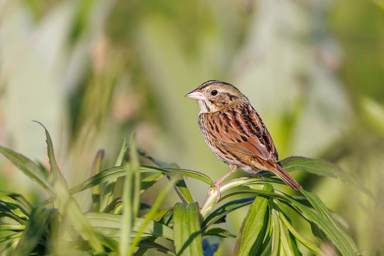 Henslow's Sparrow