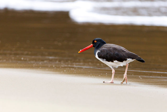 American Oystercatcher