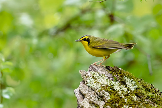 Kentucky Warbler