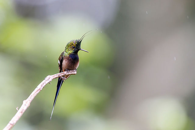 Wire-crested Thorntail