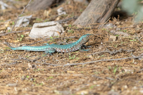 Aruban Whiptail
