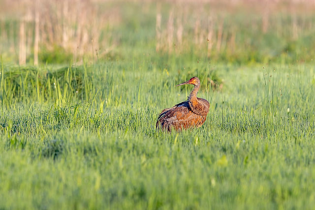Sandhill Crane