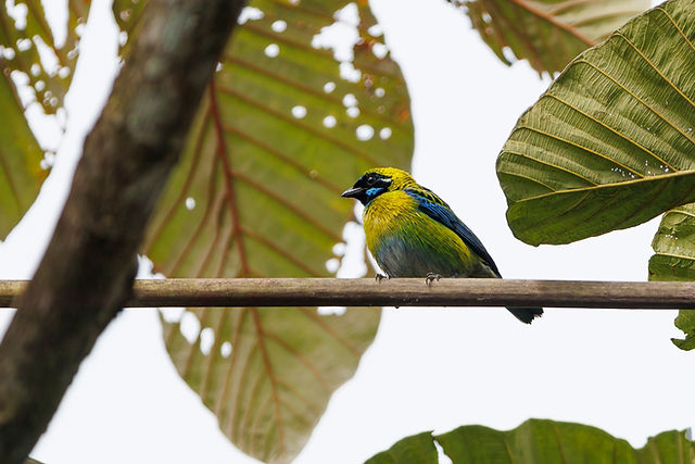 Blue-whiskered Tanager