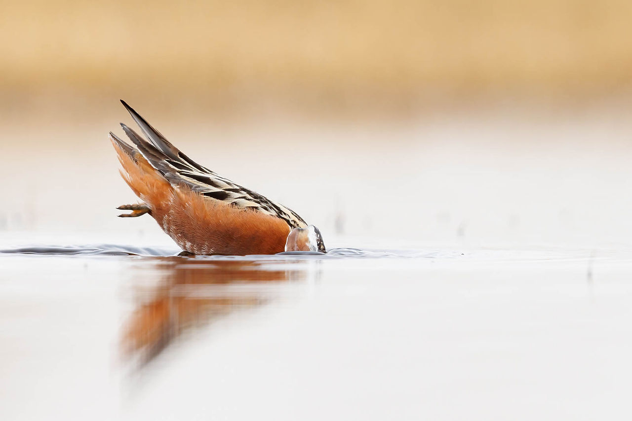 Red Phalarope