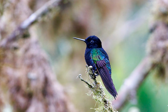 Velvet-purple Coronet