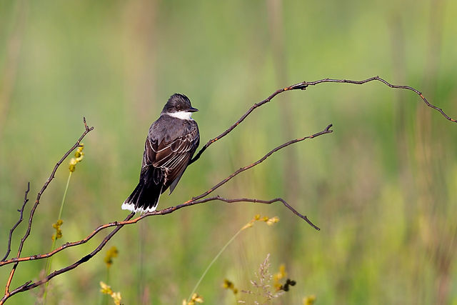 Eastern Kingbird