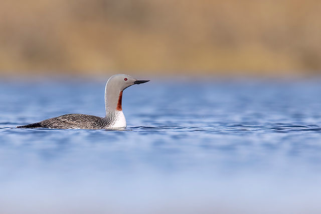 Red-throated Loon