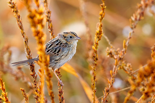 LeConte's Sparrow