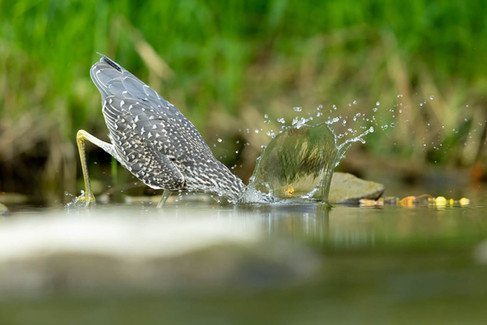 Yellow-crowned Night-Heron