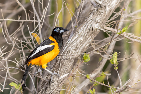 Venezuelan Troupial