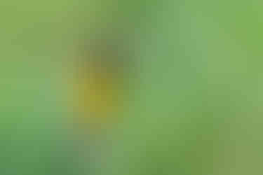 Yellow-rumped Marshbird