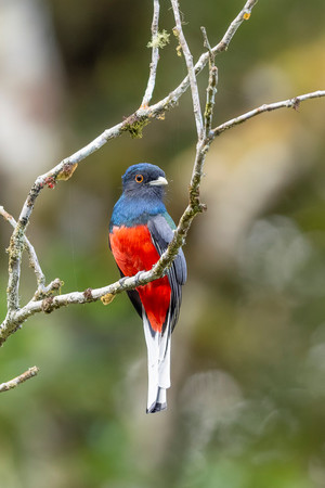 Surucua Trogon