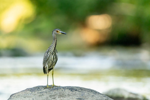 Yellow-crowned Night-Heron