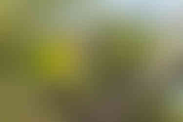 Brown-throated Parakeet
