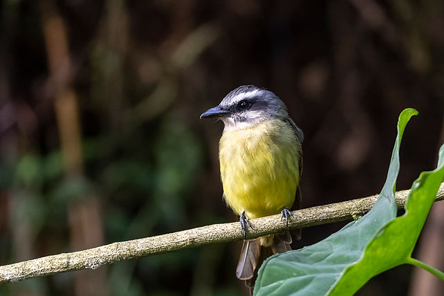 Golden-bellied Flycatcher