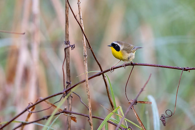 Common Yellowthroat