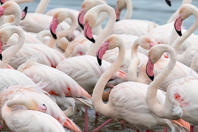 Greater Flamingo